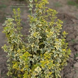 Бересклет Форчуна Эмералд Голд (Euonymus fortunei Emerald Gold) ФОТО Питомник растений Природа (7)