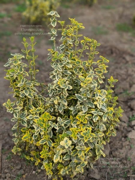 Бересклет Форчун Емералд Голд (Euonymus fortunei Emerald Gold) ФОТО Розплідник рослин Природа (7)