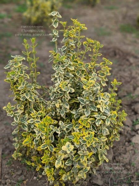 Бересклет Форчуна Эмералд Голд (Euonymus fortunei Emerald Gold) ФОТО Питомник растений Природа (7)