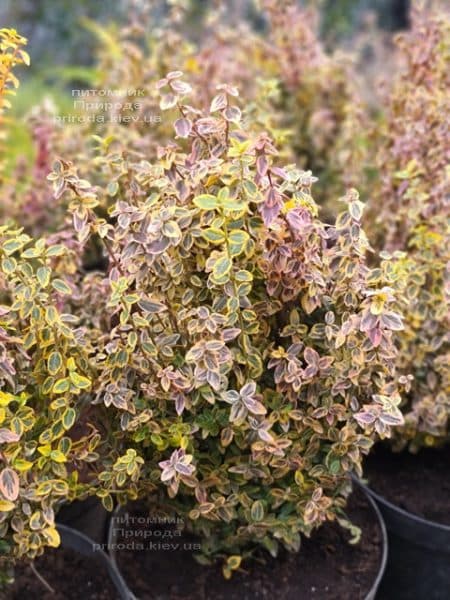 Бересклет Форчуна Эмералд Голд (Euonymus fortunei Emerald Gold) ФОТО Питомник растений Природа (8)