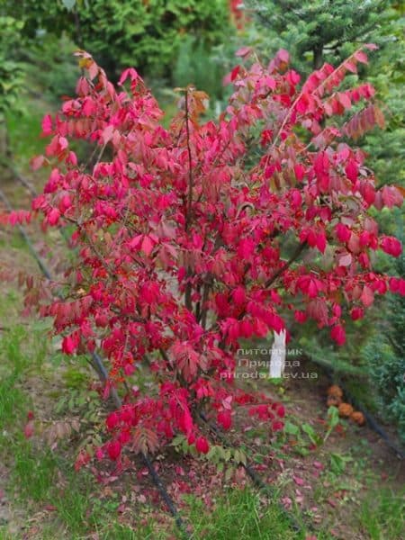 Бересклет крилатий (Euonymus alatus) ФОТО Розплідник рослин Природа (16)