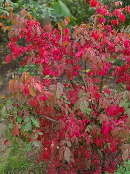 Бересклет крилатий (Euonymus alatus) ФОТО Розплідник рослин Природа (18)