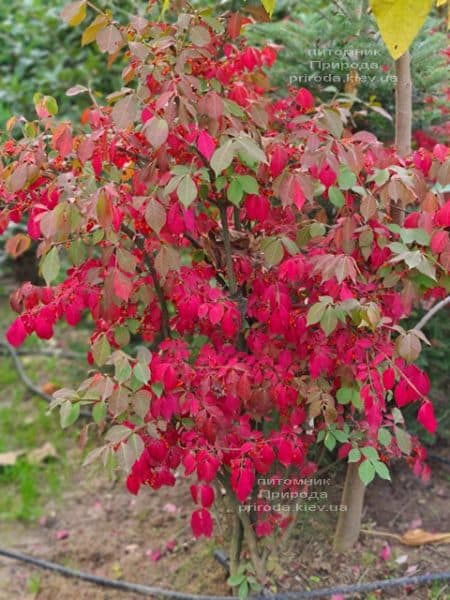 Бересклет крылатый (Euonymus alatus) ФОТО Питомник растений Природа (19)