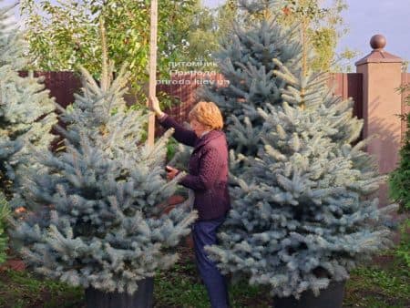 Ель голубая Блю Даймонд (Picea pungens Blue Diamond) ФОТО Питомник растений Природа (52)