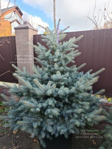 Ель голубая Блю Даймонд (Picea pungens Blue Diamond) ФОТО Питомник растений Природа (53)