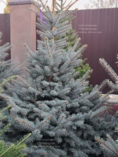 Ель голубая Блю Даймонд (Picea pungens Blue Diamond) ФОТО Питомник растений Природа (59)