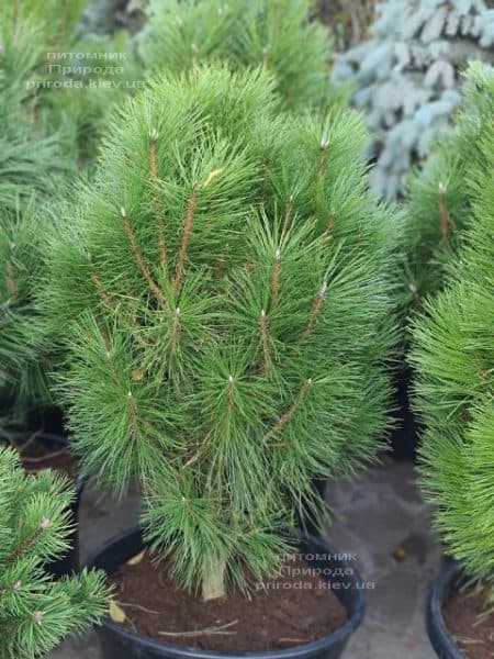 Сосна чорна Пірамідаліс (Pinus nigra Piramidalis) ФОТО Розплідник рослин Природа (1)