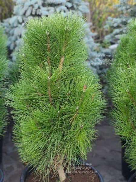 Сосна чёрная Пирамидалис (Pinus nigra Piramidalis) ФОТО Питомник растений Природа (2)