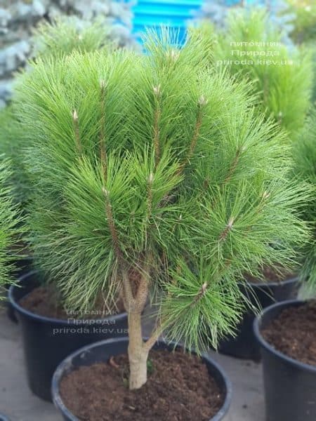 Сосна чёрная Пирамидалис (Pinus nigra Piramidalis) ФОТО Питомник растений Природа (3)