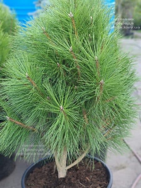 Сосна чёрная Пирамидалис (Pinus nigra Piramidalis) ФОТО Питомник растений Природа (4)