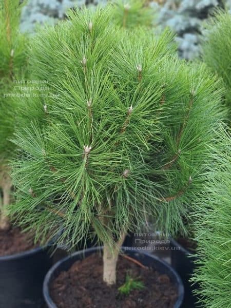 Сосна чорна Пірамідаліс (Pinus nigra Piramidalis) ФОТО Розплідник рослин Природа (5)