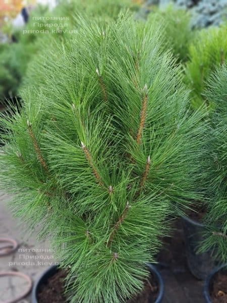 Сосна чёрная Пирамидалис (Pinus nigra Piramidalis) ФОТО Питомник растений Природа (6)