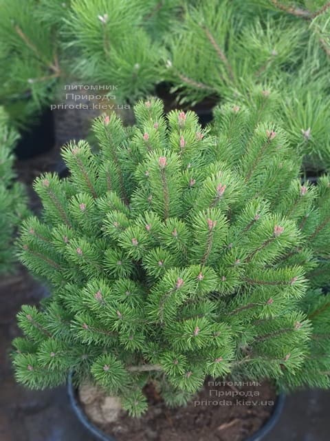 Сосна гірська Гном (Pinus mugo Gnom) ФОТО Розплідник рослин Природа (1)