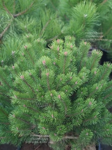 Сосна гірська Гном (Pinus mugo Gnom) ФОТО Розплідник рослин Природа (2)
