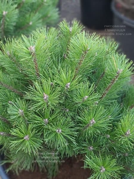 Сосна горная Гном (Pinus mugo Gnom) ФОТО Питомник растений Природа (3)