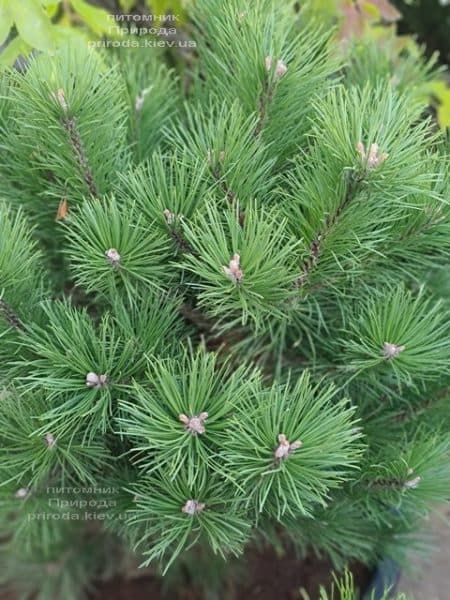 Сосна гірська Гном (Pinus mugo Gnom) ФОТО Розплідник рослин Природа (4)