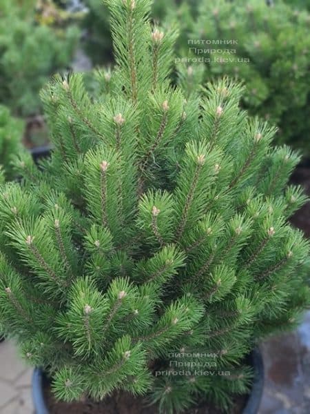 Сосна горная Гном (Pinus mugo Gnom) ФОТО Питомник растений Природа (5)