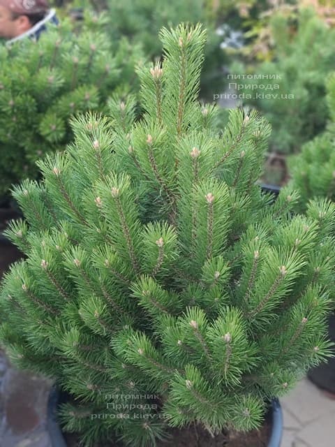 Сосна гірська Гном (Pinus mugo Gnom) ФОТО Розплідник рослин Природа (6)