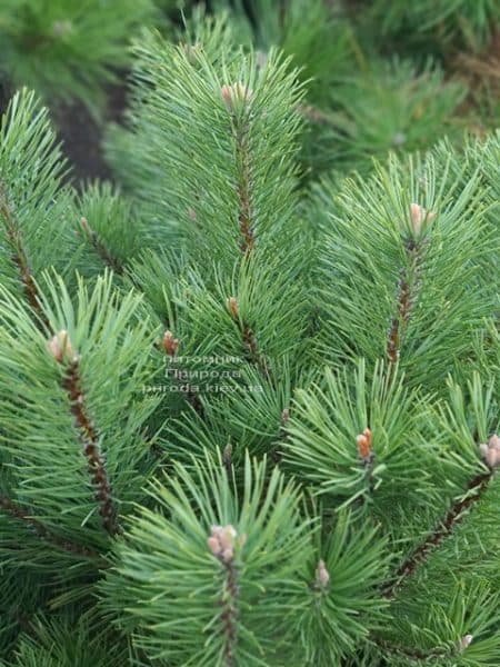 Сосна гірська Гном (Pinus mugo Gnom) ФОТО Розплідник рослин Природа (7)