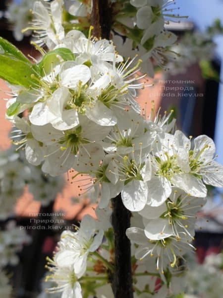 Тёрн на штамбе (Prunus spinosa) ФОТО Питомник растений Природа (10)