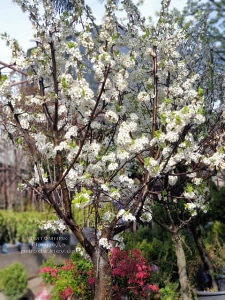 Тёрн на штамбе (Prunus spinosa) ФОТО Питомник растений Природа (11)