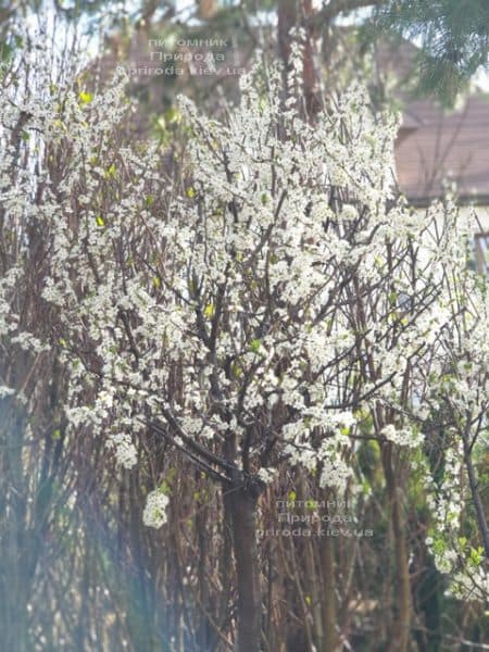 Тёрн на штамбе (Prunus spinosa) ФОТО Питомник растений Природа (12)