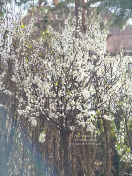 Терен на штамбі (Prunus spinosa) ФОТО Розплідник рослин Природа (12)