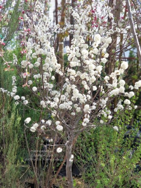 Терен на штамбі (Prunus spinosa) ФОТО Розплідник рослин Природа (13)