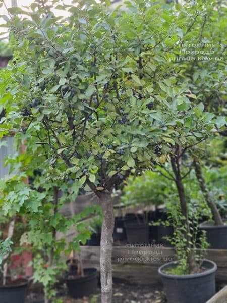 Тёрн на штамбе (Prunus spinosa) ФОТО Питомник растений Природа (14)