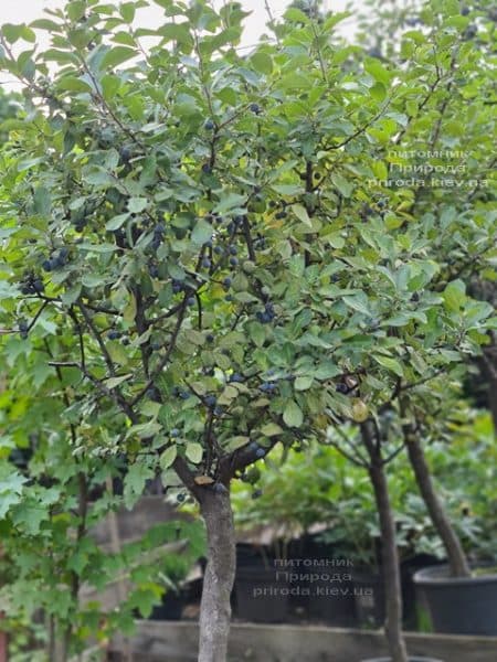 Тёрн на штамбе (Prunus spinosa) ФОТО Питомник растений Природа (15)
