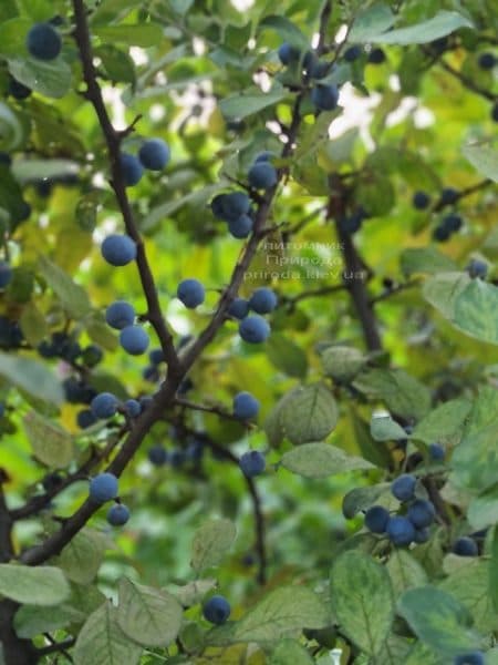 Тёрн на штамбе (Prunus spinosa) ФОТО Питомник растений Природа (16)