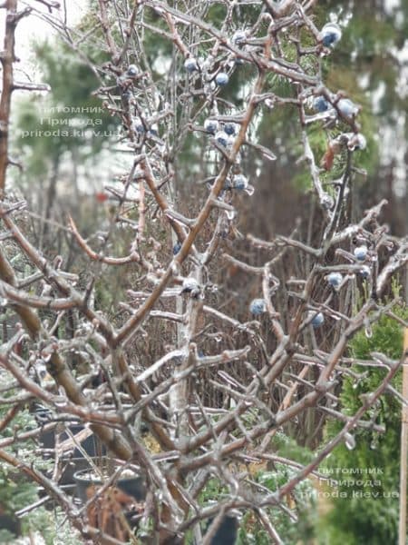 Тёрн на штамбе (Prunus spinosa) ФОТО Питомник растений Природа
