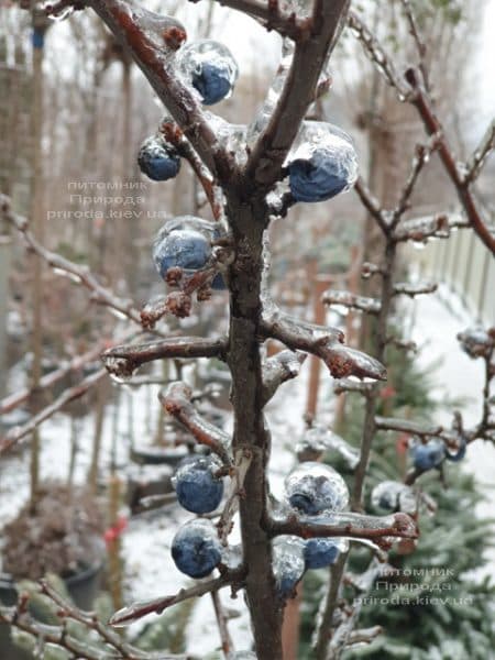 Терен на штамбі (Prunus spinosa) ФОТО Розплідник рослин Природа (6)