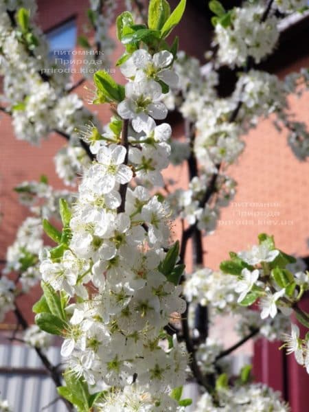 Тёрн на штамбе (Prunus spinosa) ФОТО Питомник растений Природа (7)