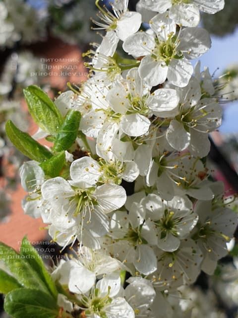 Тёрн на штамбе (Prunus spinosa) ФОТО Питомник растений Природа (8)