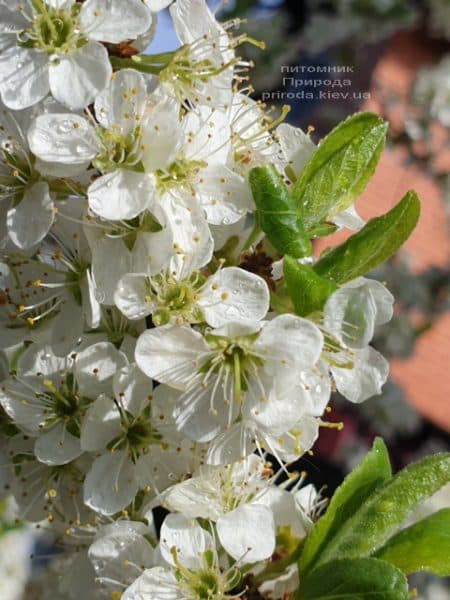Тёрн на штамбе (Prunus spinosa) ФОТО Питомник растений Природа (9)