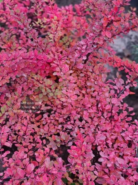 Барбарис Тунберга Наташа (Berberis thunbergii Natasza) ФОТО Розплідник рослин Природа (2)