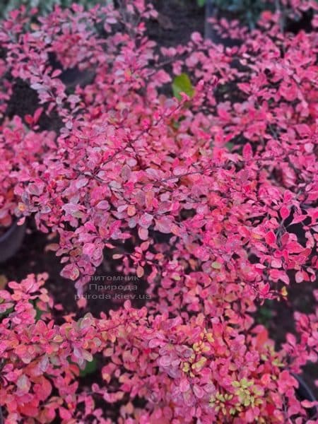 Барбарис Тунберга Наташа (Berberis thunbergii Natasza) ФОТО Розплідник рослин Природа (3)