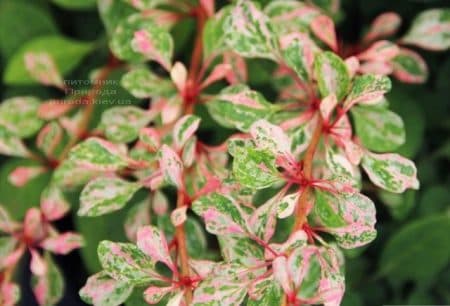 Барбарис Тунберга Наташа (Berberis thunbergii Natasza) ФОТО Розплідник рослин Природа (5)