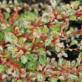 Барбарис Тунберга Наташа (Berberis thunbergii Natasza) ФОТО Питомник растений Природа (7)