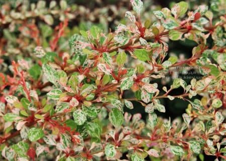 Барбарис Тунберга Наташа (Berberis thunbergii Natasza) ФОТО Розплідник рослин Природа (7)