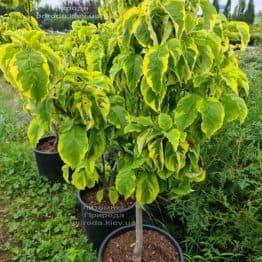 Дерен квітучий Рейнбоу (Cornus florida Rainbow) ФОТО Розплідник рослин Природа (1)