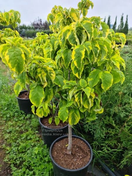 Дерен цветущий Рейнбоу (Cornus florida Rainbow) ФОТО Питомник растений Природа (1)