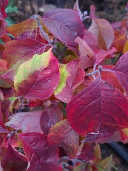 Дерен квітучий Рейнбоу (Cornus florida Rainbow) ФОТО Розплідник рослин Природа (2)