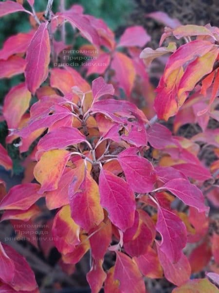 Дерен квітучий Рейнбоу (Cornus florida Rainbow) ФОТО Розплідник рослин Природа (3)