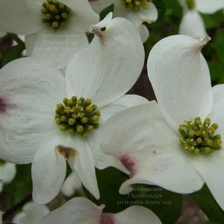 Дерен цветущий Рейнбоу (Cornus florida Rainbow) ФОТО Питомник растений Природа (4)