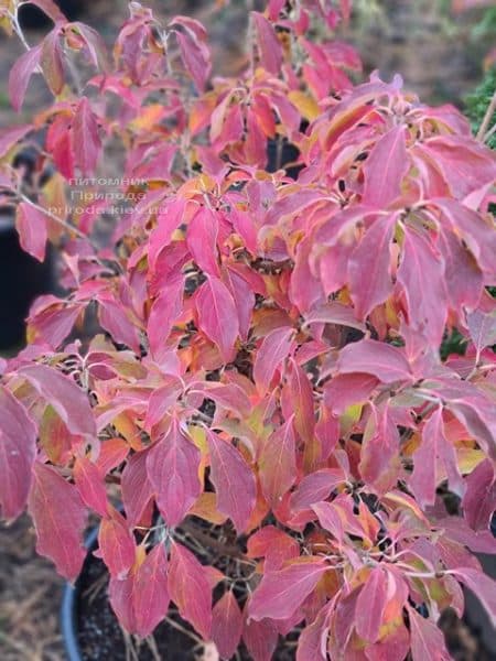 Дерен Коуза Чероки (Cornus kousa Cherokee) ФОТО Питомник растений Природа (2)