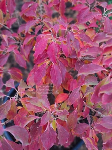 Дерен Коуза Черокі (Cornus kousa Cherokee) ФОТО Розплідник рослин Природа (3)