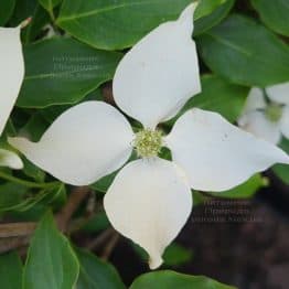 Дерен Коуза Чероки (Cornus kousa Cherokee) ФОТО Питомник растений Природа (4)