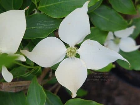 Дерен Коуза Чероки (Cornus kousa Cherokee) ФОТО Питомник растений Природа (4)